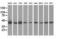Isovaleryl-CoA dehydrogenase, mitochondrial antibody, GTX84285, GeneTex, Western Blot image 