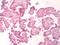 BKRB1 antibody, NLS3580, Novus Biologicals, Immunohistochemistry frozen image 