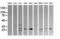 Klk8 antibody, M03901-1, Boster Biological Technology, Western Blot image 