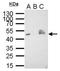 V5 epitope tag antibody, NBP2-43626, Novus Biologicals, Immunoprecipitation image 
