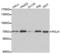 DNA Polymerase Eta antibody, abx001515, Abbexa, Western Blot image 