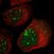 Protein phosphatase 1E antibody, HPA018462, Atlas Antibodies, Immunocytochemistry image 
