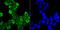Small Nuclear Ribonucleoprotein Polypeptide A antibody, A08780-1, Boster Biological Technology, Immunocytochemistry image 