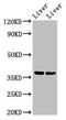 Cyclin-H antibody, LS-C669957, Lifespan Biosciences, Western Blot image 
