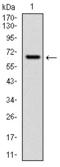 Cytochrome P450 Family 1 Subfamily A Member 1 antibody, AM06716PU-N, Origene, Western Blot image 