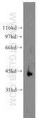 RNA-binding motif, single-stranded-interacting protein 2 antibody, 13166-1-AP, Proteintech Group, Western Blot image 