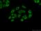 Heterogeneous Nuclear Ribonucleoprotein A0 antibody, 10848-1-AP, Proteintech Group, Immunofluorescence image 