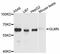 Glomulin, FKBP Associated Protein antibody, LS-C747235, Lifespan Biosciences, Western Blot image 