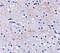F-Box And Leucine Rich Repeat Protein 20 antibody, 4449, ProSci, Immunohistochemistry frozen image 