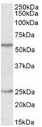 POU domain, class 2, transcription factor 2 antibody, AP32061PU-N, Origene, Western Blot image 