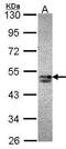 Sorting Nexin 15 antibody, PA5-28459, Invitrogen Antibodies, Western Blot image 