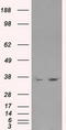 Lactate Dehydrogenase A antibody, TA500558S, Origene, Western Blot image 