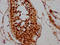 Calicin antibody, LS-C680240, Lifespan Biosciences, Immunohistochemistry paraffin image 
