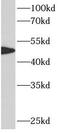 ATF4 antibody, FNab00663, FineTest, Western Blot image 