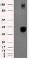 ZFP36 Ring Finger Protein antibody, TA500626BM, Origene, Western Blot image 