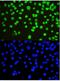 Non-POU Domain Containing Octamer Binding antibody, PB9875, Boster Biological Technology, Immunofluorescence image 