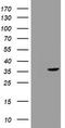 Thymidylate Synthetase antibody, TA801779, Origene, Western Blot image 