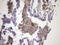 Protein CIP2A antibody, LS-C340508, Lifespan Biosciences, Immunohistochemistry frozen image 