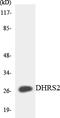 Dehydrogenase/reductase SDR family member 2 antibody, LS-C291877, Lifespan Biosciences, Western Blot image 
