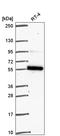 Family With Sequence Similarity 114 Member A1 antibody, HPA069104, Atlas Antibodies, Western Blot image 