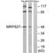 Mitochondrial Ribosomal Protein S27 antibody, PA5-50057, Invitrogen Antibodies, Western Blot image 