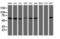 Tripartite Motif Containing 38 antibody, TA505976, Origene, Western Blot image 