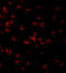 TLR11 antibody, 3277, ProSci, Immunofluorescence image 
