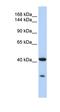 Clock Circadian Regulator antibody, orb77279, Biorbyt, Western Blot image 