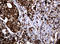 Pogo Transposable Element Derived With KRAB Domain antibody, LS-C174430, Lifespan Biosciences, Immunohistochemistry paraffin image 
