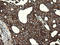 Pogo Transposable Element Derived With KRAB Domain antibody, LS-C174431, Lifespan Biosciences, Immunohistochemistry frozen image 