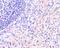 RPA Interacting Protein antibody, NBP1-76749, Novus Biologicals, Immunohistochemistry paraffin image 