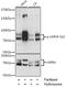 Lamin A/C antibody, A00438S22, Boster Biological Technology, Western Blot image 