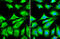 Zinc Finger CCCH-Type Containing, Antiviral 1 antibody, GTX120134, GeneTex, Immunocytochemistry image 