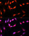 Methyltransferase Like 3 antibody, 23-540, ProSci, Immunofluorescence image 