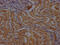 Renin antibody, CSB-PA019561LA01RA, Cusabio, Immunohistochemistry frozen image 