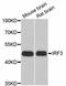 Interferon Regulatory Factor 3 antibody, A2172, ABclonal Technology, Western Blot image 