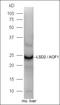 Lysine-specific histone demethylase 1B antibody, orb184952, Biorbyt, Western Blot image 