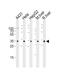 NADH-cytochrome b5 reductase 3 antibody, PA5-72179, Invitrogen Antibodies, Western Blot image 