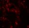 Dopa Decarboxylase antibody, A01374, Boster Biological Technology, Immunofluorescence image 