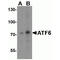Activating Transcription Factor 6 antibody, TA306287, Origene, Western Blot image 