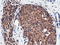 COBW Domain Containing 1 antibody, LS-C115555, Lifespan Biosciences, Immunohistochemistry frozen image 