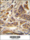 RANBP2-Type And C3HC4-Type Zinc Finger Containing 1 antibody, 61-073, ProSci, Immunohistochemistry frozen image 