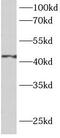 Argininosuccinate Synthase 1 antibody, FNab00650, FineTest, Western Blot image 