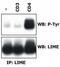 Lck-interacting transmembrane adapter 1 antibody, GTX80075, GeneTex, Western Blot image 
