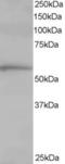 ADAMTS-like protein 2 antibody, EB06277, Everest Biotech, Western Blot image 