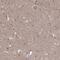 Rho GTPase Activating Protein 20 antibody, HPA038458, Atlas Antibodies, Immunohistochemistry frozen image 