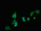 Dipeptidyl Peptidase 4 antibody, orb400948, Biorbyt, Immunofluorescence image 