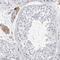 Small Integral Membrane Protein 2 antibody, NBP2-47269, Novus Biologicals, Immunohistochemistry frozen image 