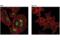 Histone-lysine N-methyltransferase MLL4 antibody, 63735S, Cell Signaling Technology, Immunofluorescence image 