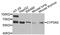 Cytochrome P450 Family 3 Subfamily A Member 5 antibody, orb373679, Biorbyt, Western Blot image 